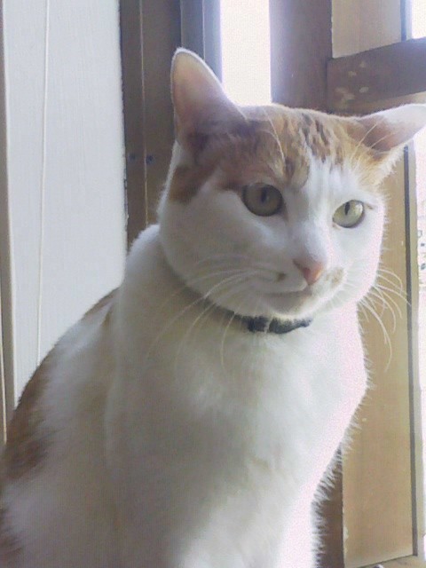 ���������̎��ȉ������L