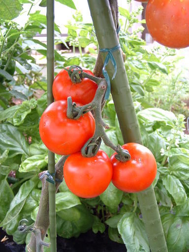 ���������̎��ȉ������L