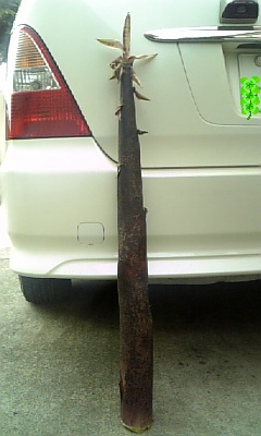 ���傤�̃f�L�S�g