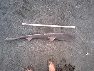 ���傤�̃f�L�S�g