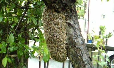 ���傤�̃f�L�S�g