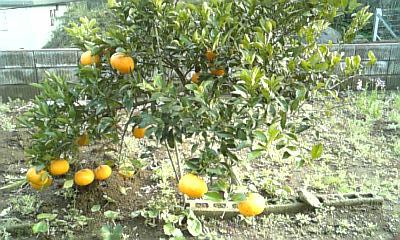 ���傤�̃f�L�S�g