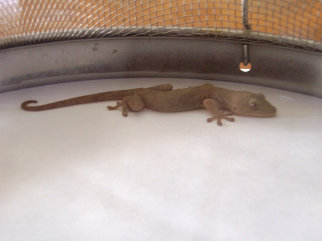 ���傤�̃f�L�S�g