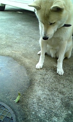 ���傤�̃f�L�S�g