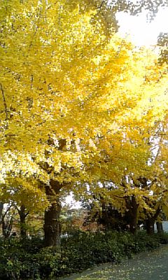 ���傤�̃f�L�S�g