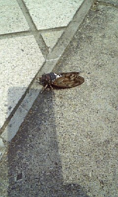 ���傤�̃f�L�S�g