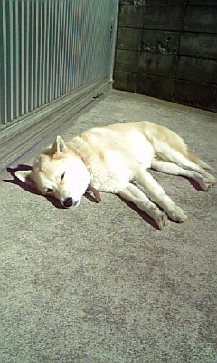 ���傤�̃f�L�S�g