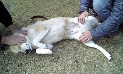 ���傤�̃f�L�S�g