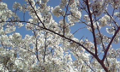 ���傤�̃f�L�S�g