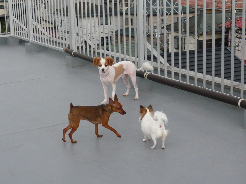 �����u�Ɨ����ĊJ���܂�