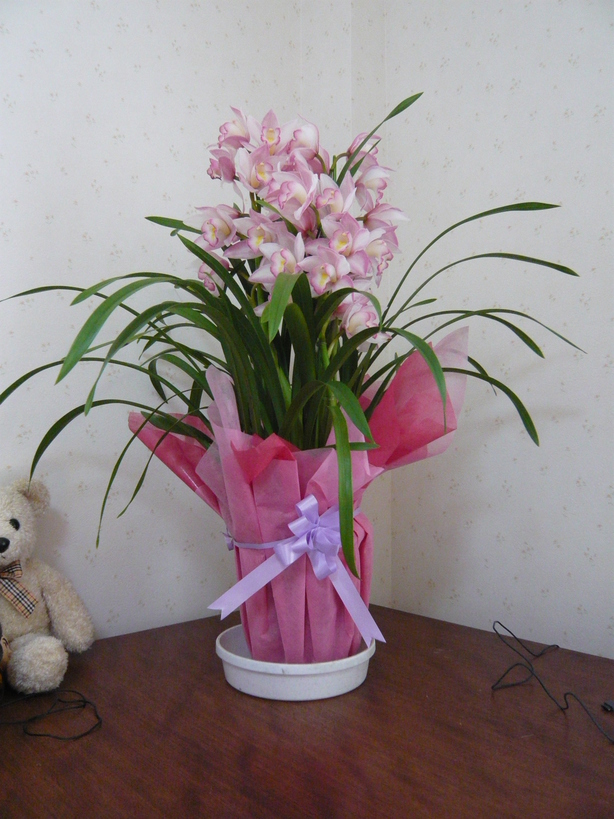 �����u�Ɨ����ĊJ���܂�