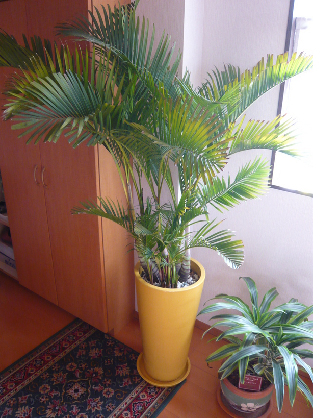 �����u�Ɨ����ĊJ���܂�