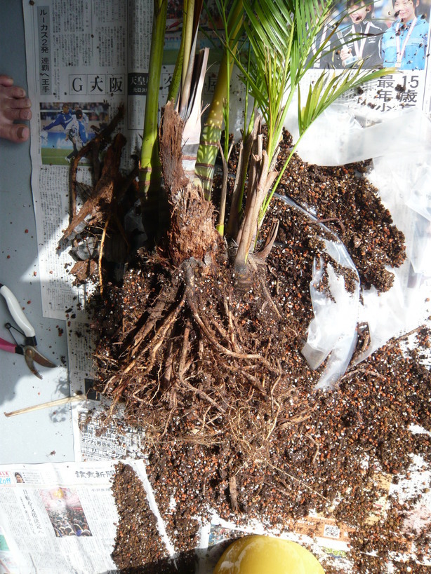 �����u�Ɨ����ĊJ���܂�