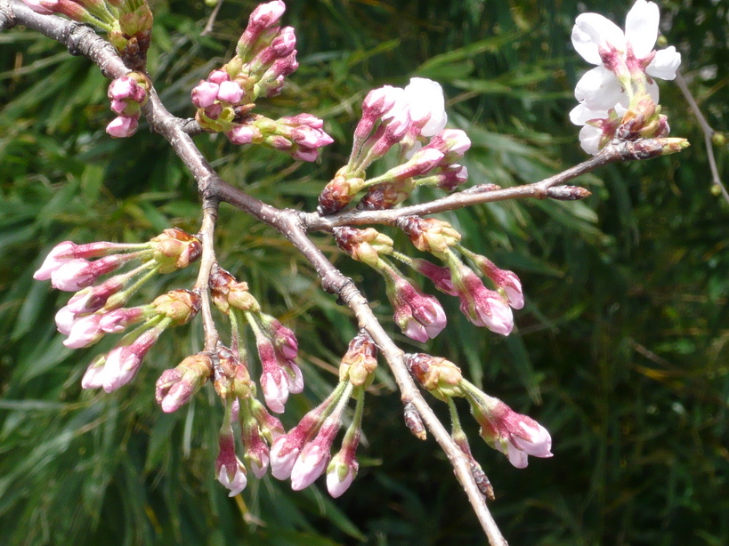 �����u�Ɨ����ĊJ���܂�