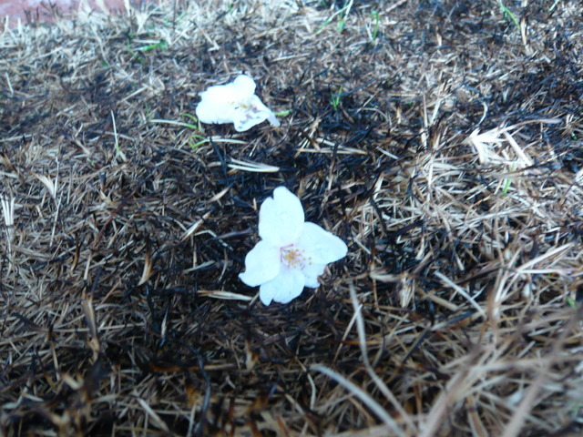 �����u�Ɨ����ĊJ���܂�