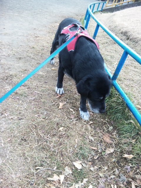 �����u�Ɨ����ĊJ���܂�