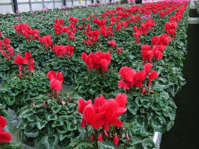 �Ԃ͂�������