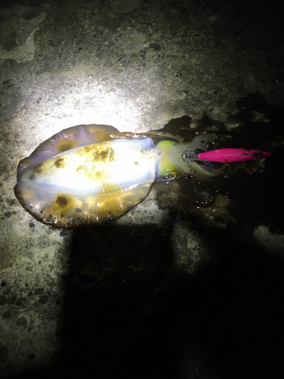 datsun�̃{�[�g�G�[�X�u���O