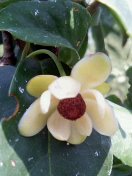 �G�ƕ��̒�