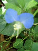 �G�ƕ��̒�