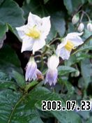 �G�ƕ��̒�