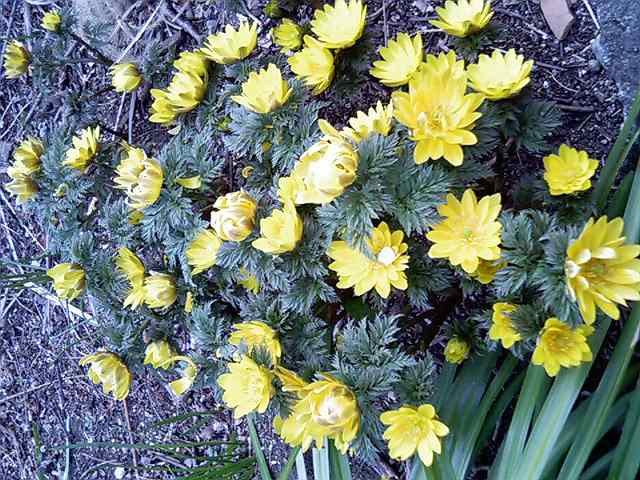 �G�ƕ��̒�