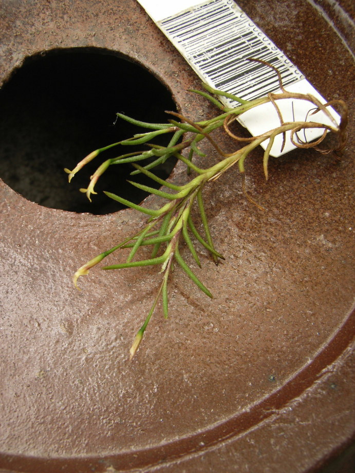 �`�����W�A�@de �@�`���o�J