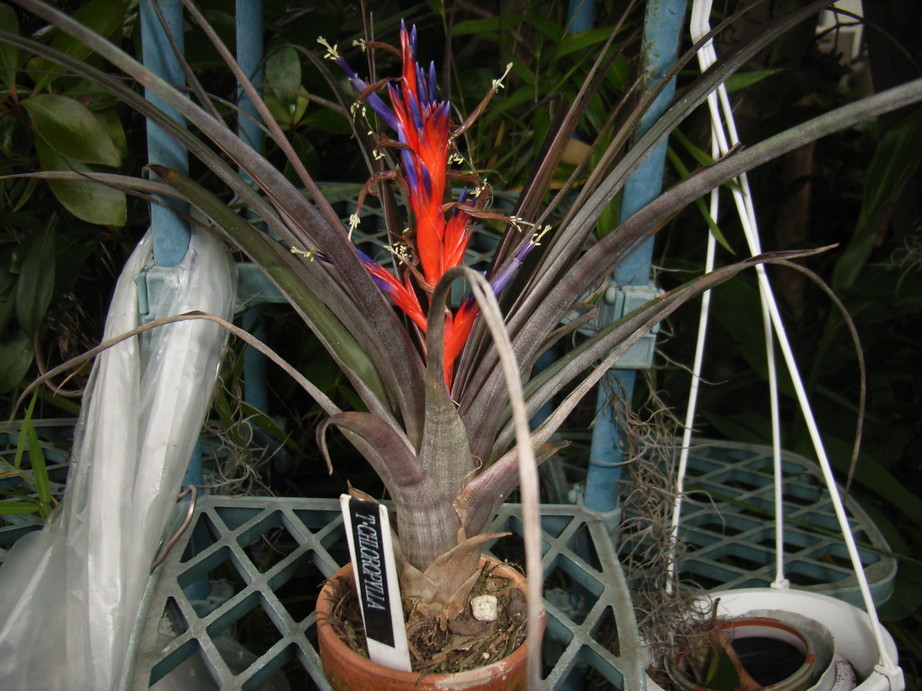 �`�����W�A�@de �@�`���o�J