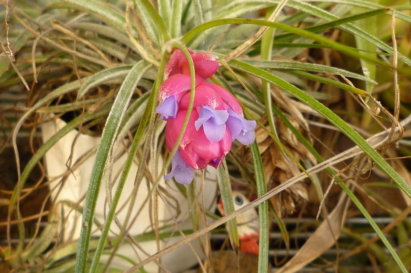 �`�����W�A�@de �@�`���o�J