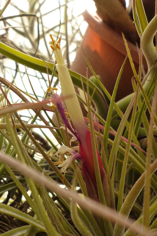 �`�����W�A�@de �@�`���o�J