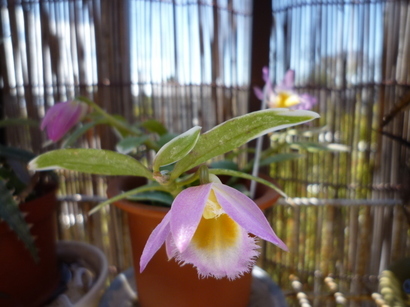 �`�����W�A�@de �@�`���o�J