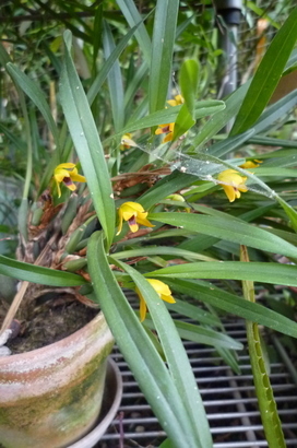 �`�����W�A�@de �@�`���o�J