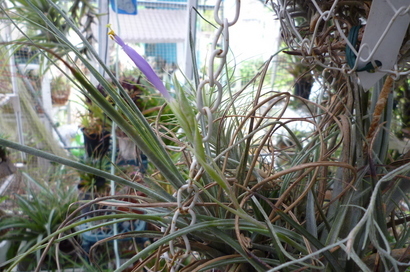 �`�����W�A�@de �@�`���o�J