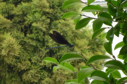 �`�����W�A�@de �@�`���o�J