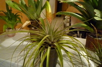 �`�����W�A�@de �@�`���o�J