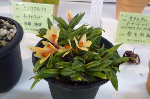 �`�����W�A�@de �@�`���o�J