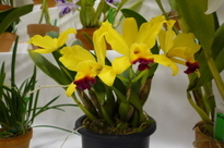 �`�����W�A�@de �@�`���o�J