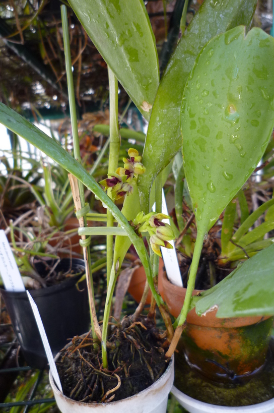 �`�����W�A�@de �@�`���o�J