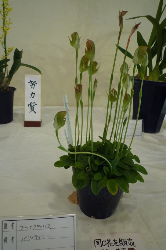 �`�����W�A�@de �@�`���o�J