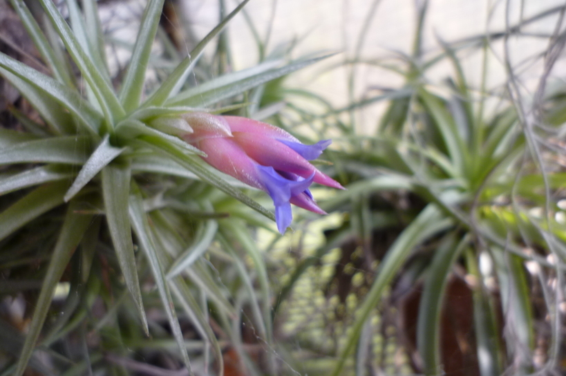 �`�����W�A�@de �@�`���o�J