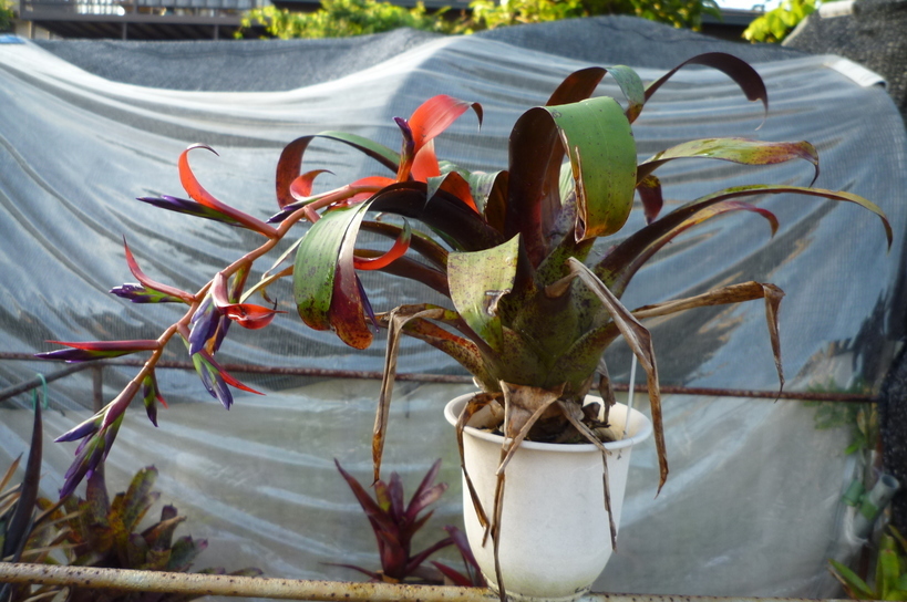 �`�����W�A�@de �@�`���o�J