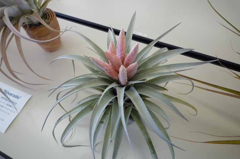 �`�����W�A�@de �@�`���o�J