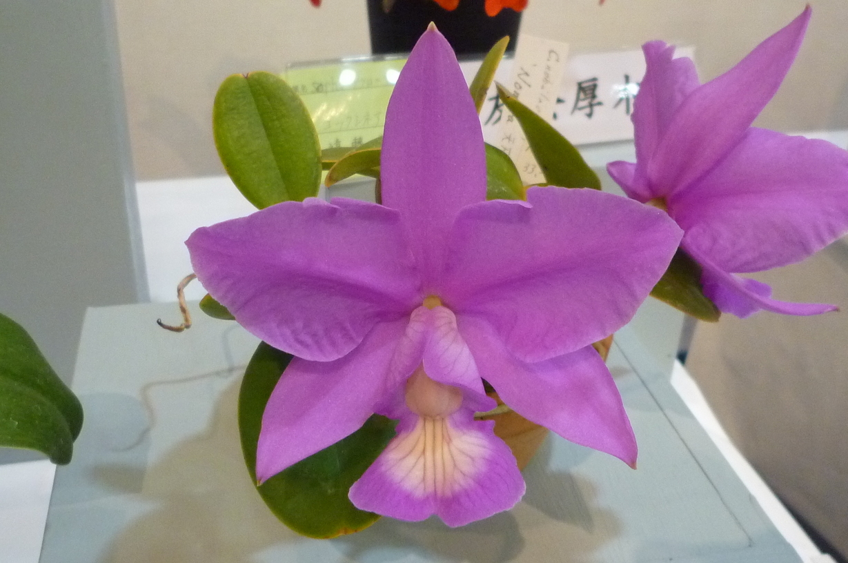 �`�����W�A�@de �@�`���o�J