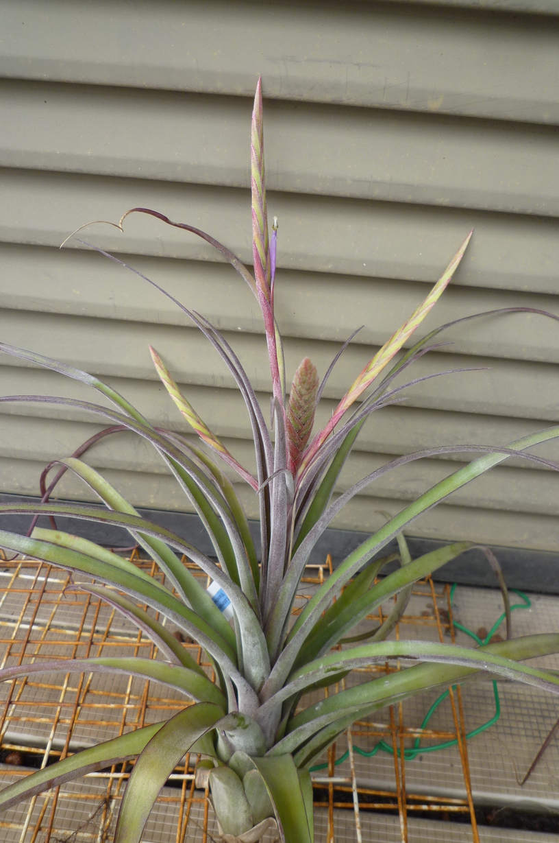 �`�����W�A�@de �@�`���o�J