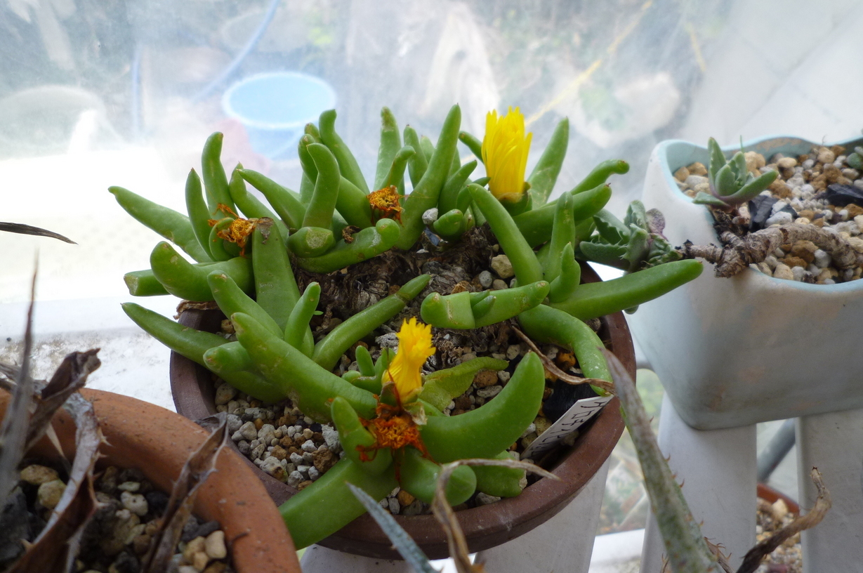 �`�����W�A�@de �@�`���o�J