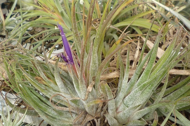 �`�����W�A�@de �@�`���o�J