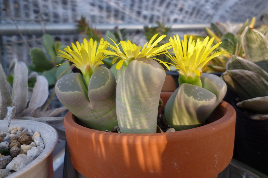 �`�����W�A�@de �@�`���o�J