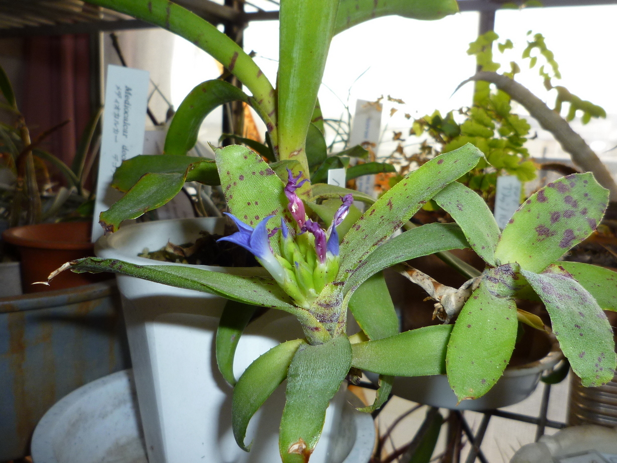 �`�����W�A�@de �@�`���o�J