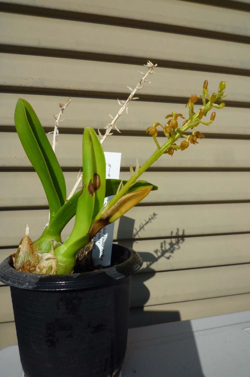 �`�����W�A�@de �@�`���o�J