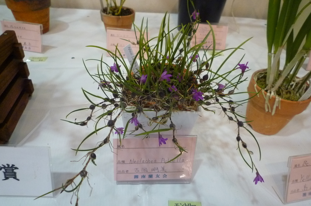 �`�����W�A�@de �@�`���o�J